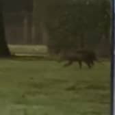 Video grab from footage showing the bizarre moment a dad and daughter spotted what they believed to be a 'kangaroo'- in southeast London. 