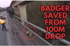 A person preparing to rescue a badger from a 100 metre drop