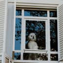 Dogs can sometimes become distressed when they are left alone for too long.