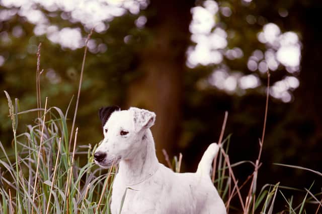 The small Terrier breed has been classed as a vulnerable native breed by The Kennel Club