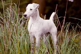 A number of other iconic British breeds have  a worrying start to the year