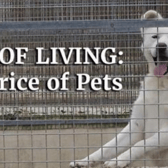 Price of Pets thumbnail image