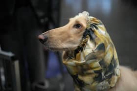 Crufts is on Channel 4 this weekend