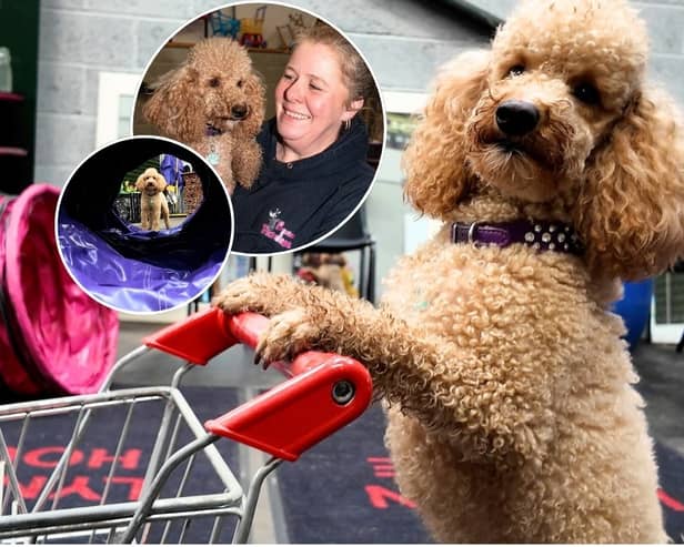 Dawn Heaton with her miniature poodle, Henry at Preston Trick Dogs
