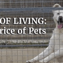 Photo of a dog in a kennel