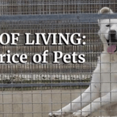 Photo of a dog in a kennel
