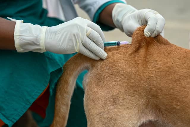 Should you be worried about rabies when on holiday?