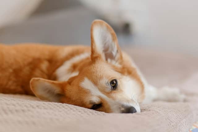 It can be dangerous to give your dog human medications.