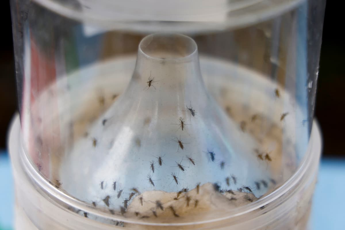 What is the Chikungunya virus, signs and symptoms, is there a vaccine and how to avoid catching it on holiday