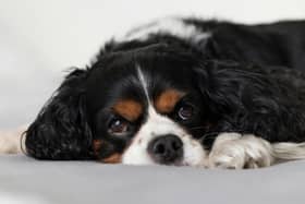 Many dog owners worry about what will happen to their pet after they are gone.
