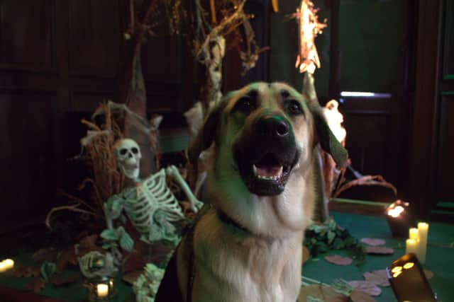 Trainee guide dog Conker inside St John's Haunted House