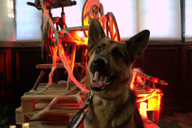 Trainee guide dog Darcy inside St John's Haunted House