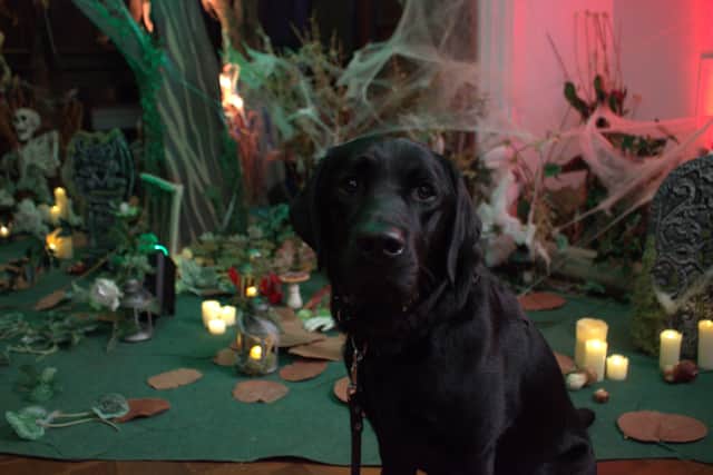 Trainee guide dog Reggie inside St John's House