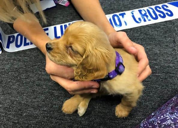 Police Using Cocker Paw patrol: meet the new Warwickshire police dog paid for under the ...