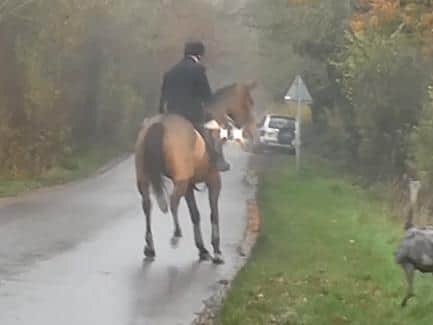 The rhea, pictured right, tries to get back to its field, scaring a huntsman on horseback