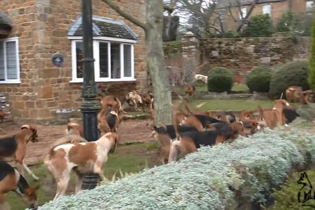 Saboteurs took film of Warwickshire Hunt hounds following a scent through people's gardens