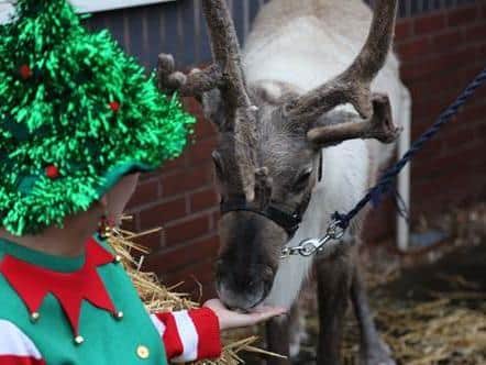 Chester the Reindeer at Warwick Hospital.