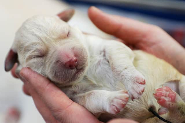 The first pup born in 2020. Photo by The Guide Dog