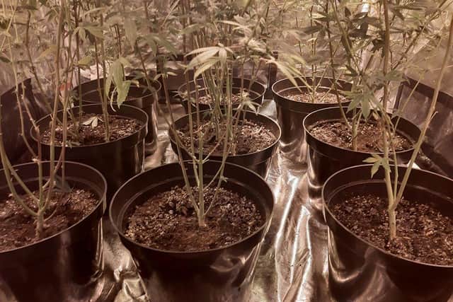 Cannabis plants removed from property in Wellesbourne