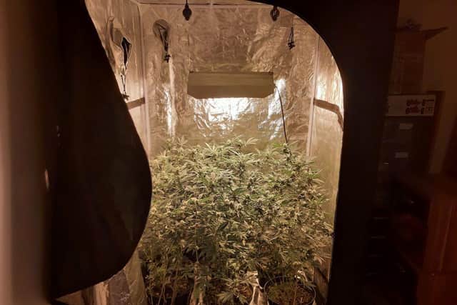 Cannabis plants removed by police