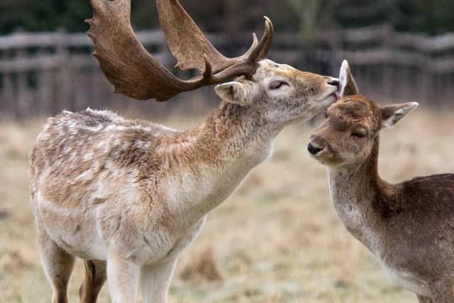 A stag showing his affection to his mate at Charlecote Park, Warwick (Credit: Jana Eastwood)