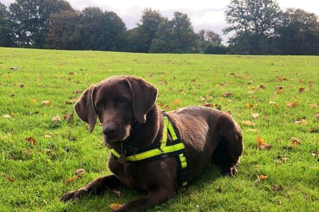 Police Dog Bliss has retired. Photo provided by OPU Warwickshire