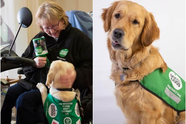 Left: Sarah Carr with a puppy in training and right shows Sarah's two-year-old golden retriever assistance dog Rumba. Photos supplied