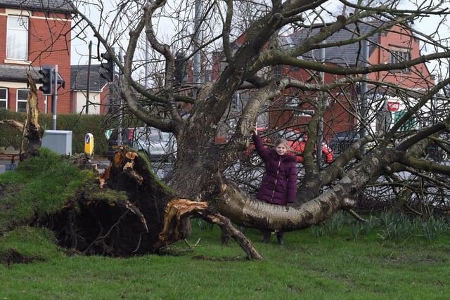 The strong winds caused a large tree to fall in Ashton Park, ripping the roots from the ground.