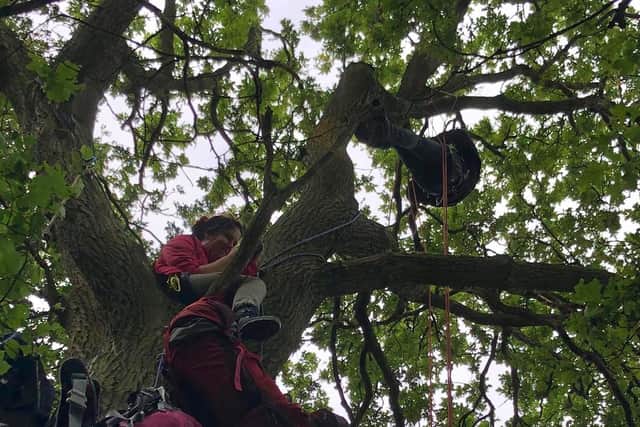 A teenage protestor in a tree in Cubbington Woods
