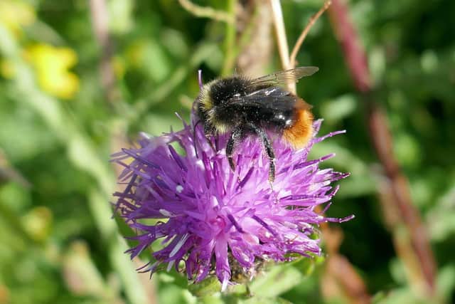 Bumblebee on knapweed.
