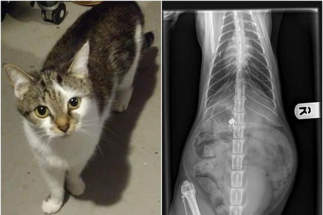 Pearly and her x-ray. Photos supplied