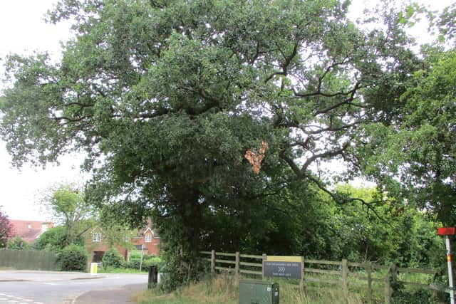 The oak tree at Hob Lane junction. Photo by Alan Marshall