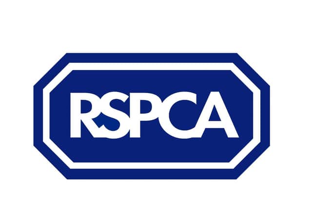 The RSPCA has launched an investigation after a squirrel was kicked several metres across a car park in Leamington.
