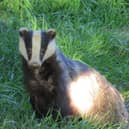 Badger photo taken by Alex White, wildlife photographer with the Oxfordshire Badger Group charity.