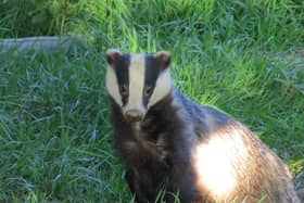 Badger photo taken by Alex White, wildlife photographer with the Oxfordshire Badger Group charity.