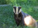 Badger photo taken by Alex White, wildlife photographer with the Oxfordshire Badger Group charity.