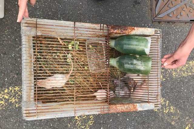 Seven rats have been dumped in a hedgerow along a rural lane near Kenilworth, inside two filthy cages.