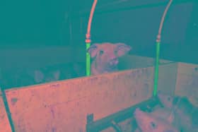 Footage of pigs at Flat House Farm on Ullesthorpe Road, Gilmorton.