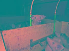 Footage of pigs at Flat House Farm on Ullesthorpe Road, Gilmorton.