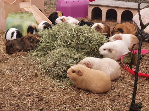 Puddleducks Guinea Pig Rescue is appealing for donations. Photo by PuddleDucks Guinea Pig Rescue