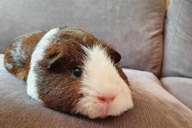 Puddleducks Guinea Pig Rescue is appealing for donations. Photo by PuddleDucks Guinea Pig Rescue