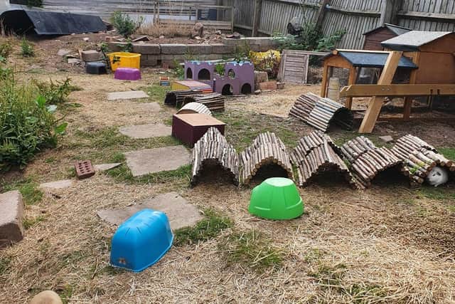 Puddleducks Guinea Pig Rescue is appealing for donations to help make the outdoor space safer. Photo by PuddleDucks Guinea Pig Rescue
