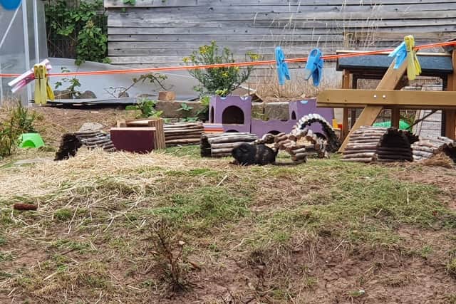 Puddleducks Guinea Pig Rescue is appealing for donations to help make the outdoor space safer. Photo by PuddleDucks Guinea Pig Rescue