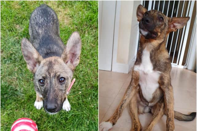 Roo lives in Warwick with her foster mum Ellie Newey, who is a volunteer with Dogbus Transporting Paws, Saving Lives, which is based in Coventry and transports animals in need. Photos supplied