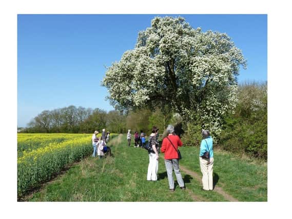 The pear tree in full bloom, when walker were allowed to access it.