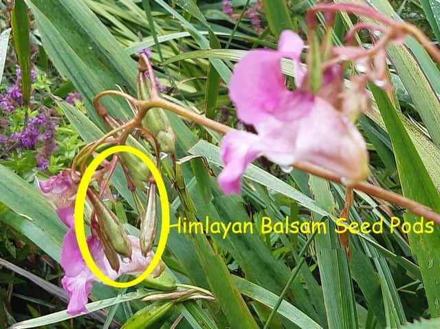 The Himalayan Balsam