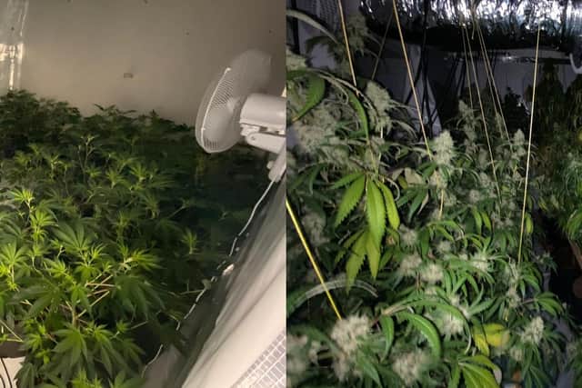 Leamington's Safer Neighbourhood Team seized more than 100 cannabis plants from two properties in the town.