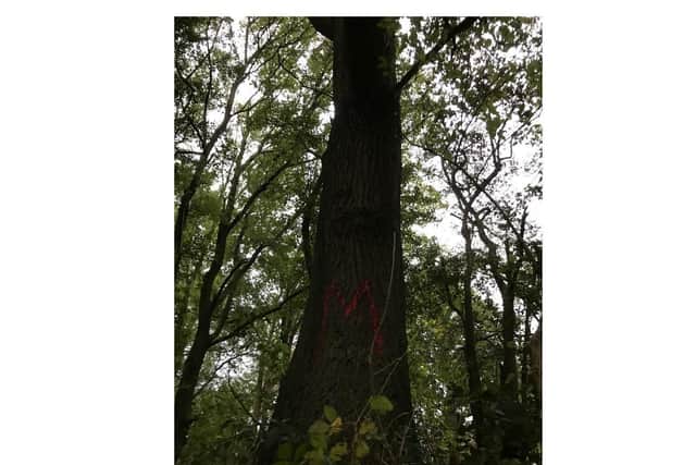 Many trees in the Offchurch Greenway have been marked up.