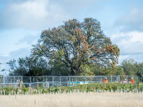 HS2 workers have been working close to the Cubbington pear tree recently.