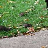 David Atkinson's photos of rats in Jephson Gardens.